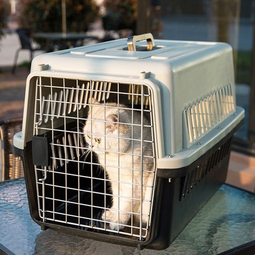 Large portable dog - portable, cat