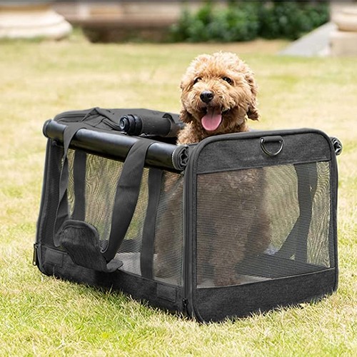 Black pet dog cat - pet, puppy