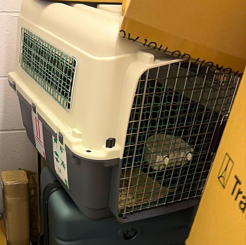 Hard sided pet travel - hard-sided, crate